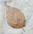Large Plate of Paleocene Leaf Fossils - Montana #15828-3